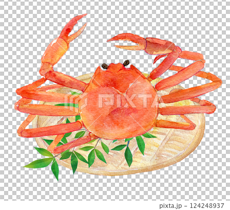 水彩イラスト　新鮮なカニ 124248937