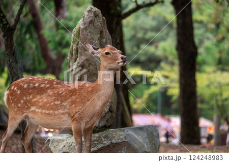 公園にたたずむ鹿 124248983