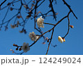 白梅と青空 124249024