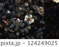 木漏れ日の白梅 124249025