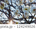 朝日と白梅 124249026