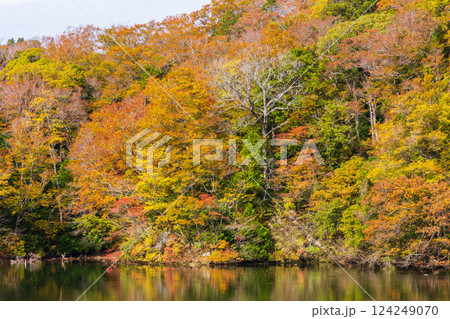 秋の世界遺産白神山地　紅葉の十二湖　落口の池 124249070