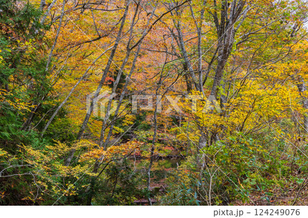 秋の世界遺産白神山地　紅葉の十二湖　落口の池 124249076