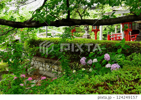 六孫王神社と紫陽花 六孫王神社と紫陽花 124249157