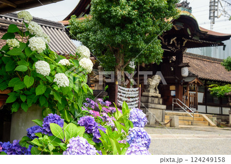 六孫王神社と紫陽花 六孫王神社と紫陽花 124249158