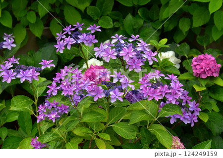梅雨の晴れ間に咲くアジサイ 124249159