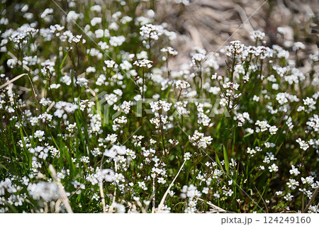 タネツケバナ 124249160