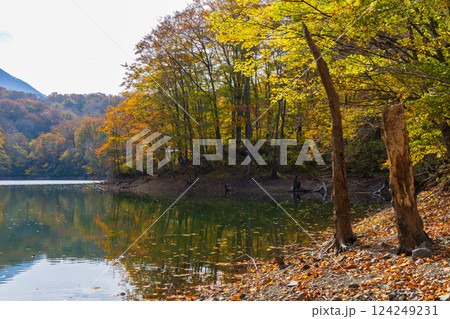 秋の世界遺産白神山地　紅葉の十二湖　鶏頭場の池 124249231