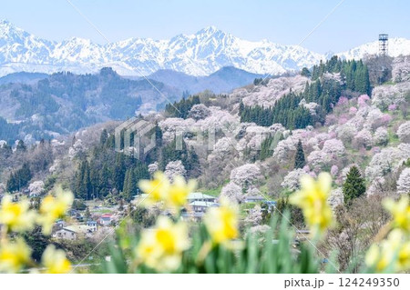 【長野県】小川村 桜 【長野県】小川村 桜 124249350