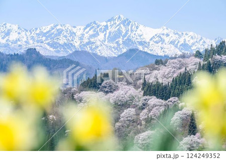 【長野県】小川村 桜 【長野県】小川村 桜 124249352