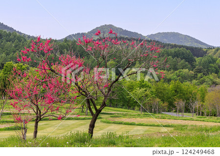 北海道由仁町、菊のような花が咲くキクモモ【5月】 124249468