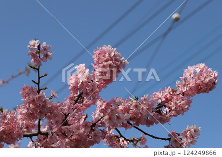 早春の公園に咲くピンク色の早咲きカワヅザクラの花 124249866