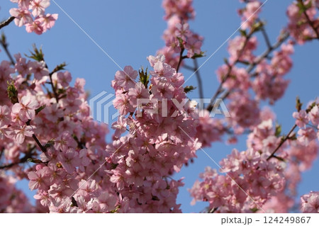 早春の公園に咲くピンク色の早咲きカワヅザクラの花 早春の公園に咲くピンク色の早咲きカワヅザクラの花 124249867