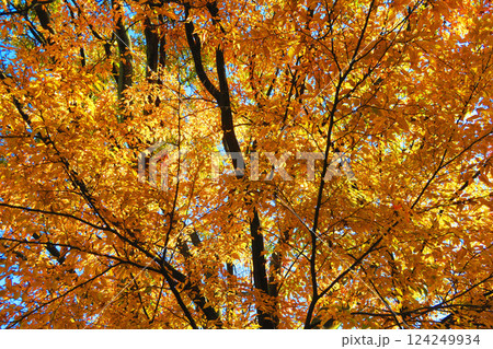 秋の落葉や紅葉した樹木の風景 124249934
