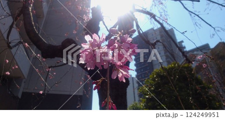 住宅地に咲き始めた枝垂れ桜　新生活のイメージ 124249951