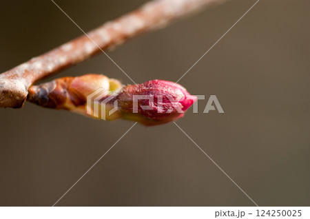 桜 河津桜 (かわづざくら) の蕾 124250025