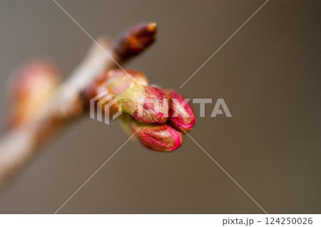 桜 河津桜 (かわづざくら) の蕾 124250026