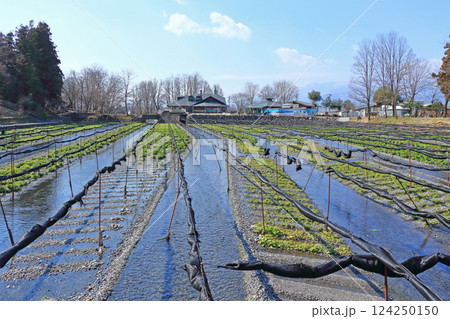 安曇野 早春の大王わさび農場 安曇野 早春の大王わさび農場 124250150