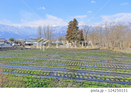 安曇野　早春の大王わさび農場 124250151