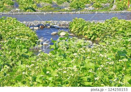 花の咲くワサビ田 124250153