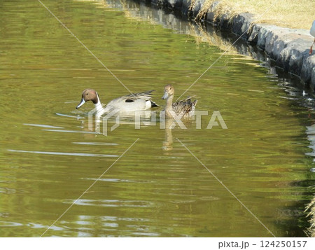 稲毛海浜公園に来た冬の渡り鳥オナガガモ 稲毛海浜公園に来た冬の渡り鳥オナガガモ 124250157