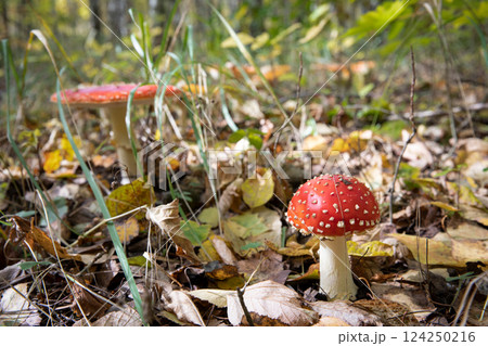 fly agaric mushroom in the forest fly agaric mushroom in the forest 124250216