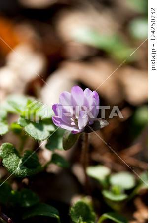 雪割草　ピンク 124250232