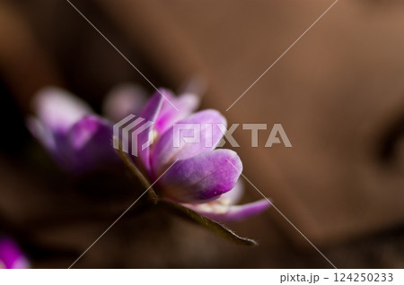 雪割草　ピンク 124250233