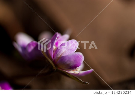 雪割草　ピンク 124250234