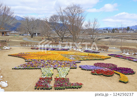 早春の安曇野ちひろ公園 パンジーの花 早春の安曇野ちひろ公園 パンジーの花 124250237
