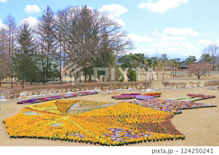早春の安曇野ちひろ公園 パンジーの花 早春の安曇野ちひろ公園 パンジーの花 124250241