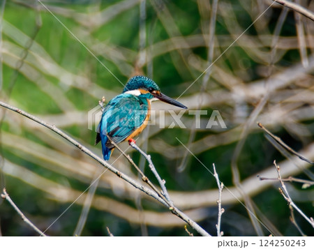 東京に住むカワセミ 124250243