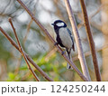 シジュウカラ 124250244
