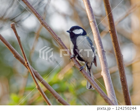 シジュウカラ 124250244