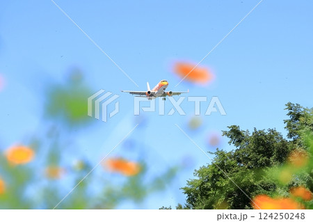 花畑上空を飛行する旅客機 花畑上空を飛行する旅客機 124250248