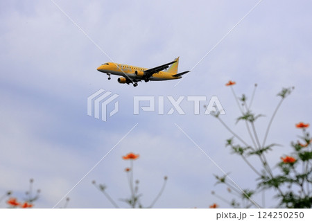花畑上空を飛行する旅客機 花畑上空を飛行する旅客機 124250250