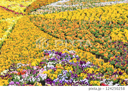 早春の安曇野ちひろ公園　パンジーの花 124250258