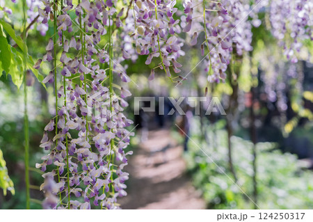 兵庫県丹波市市島町白毫寺で撮影した美しい九尺藤 兵庫県丹波市市島町白毫寺で撮影した美しい九尺藤 124250317
