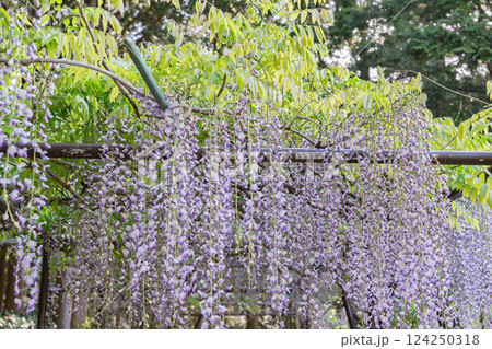 兵庫県丹波市市島町白毫寺で撮影した美しい九尺藤 兵庫県丹波市市島町白毫寺で撮影した美しい九尺藤 124250318