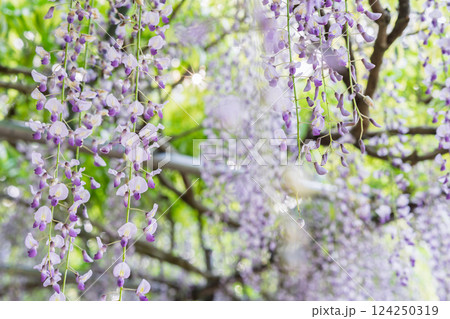 兵庫県丹波市市島町白毫寺で撮影した美しい九尺藤 兵庫県丹波市市島町白毫寺で撮影した美しい九尺藤 124250319