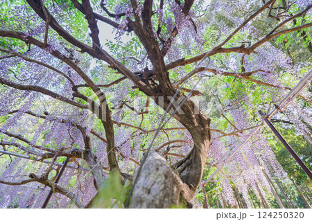兵庫県丹波市市島町白毫寺で撮影した美しい九尺藤 兵庫県丹波市市島町白毫寺で撮影した美しい九尺藤 124250320