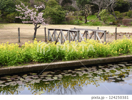 菜の花と桜 124250381