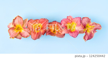 Abstract floral background of yellow and red lily flowers on a blue background with place for text. Copy space, mockup for special offers as advertising. Concept holiday Valentine's Day, March 8th 124250442