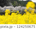 菜の花畑と桜に挟まれて走る気動車 124250675
