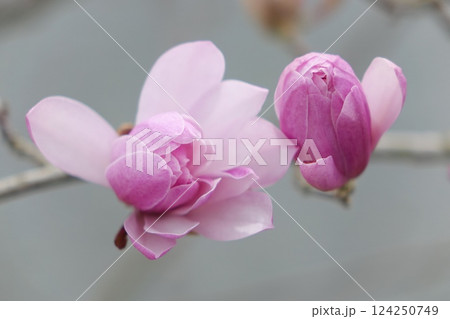 ピンクの姫こぶし 124250749