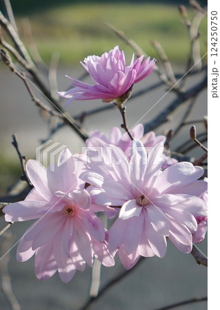 ピンクの姫こぶし 124250750