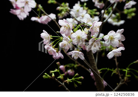 SAKURA（陽光桜） 124250836