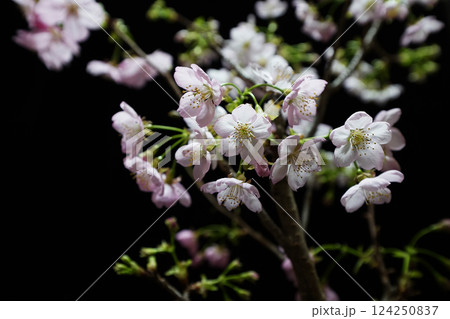 SAKURA（陽光桜） 124250837