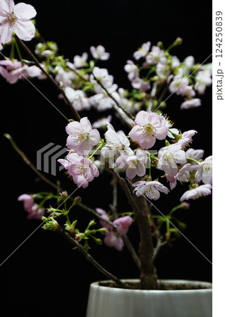 SAKURA(陽光桜) SAKURA(陽光桜) 124250839
