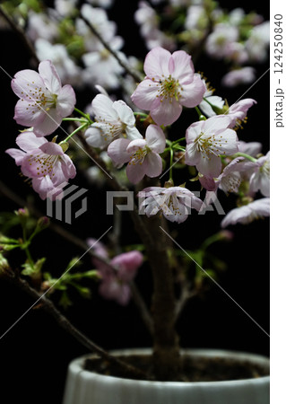 SAKURA（陽光桜） 124250840